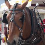 Horse Carriage