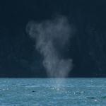 The Blow of a Humpback Whale