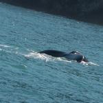 Fluke of a Humpback Whale
