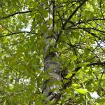 Birch