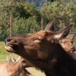 Elk