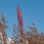Fireweed