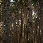 Woods