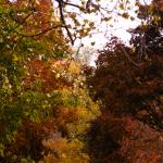 Street of Autumn #1