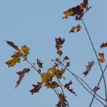 Fall Leaves