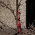 20141026_AutumnColors_6800