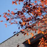 20141026_AutumnColors_6980