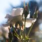 White roses