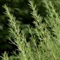 Rosemary (Rosmarinus officinalis)