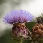 Thistle (Cirsium vulgare)