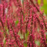 Red plants