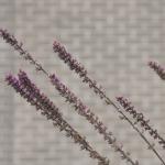 Lavender like flower