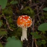 Mushroom