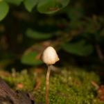 Mushroom