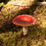 Mushroom