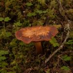 Mushroom