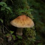 Mushroom