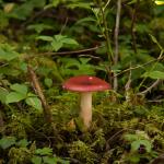 Mushroom