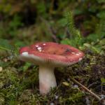 Mushroom