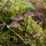 Mushroom