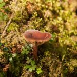 Mushroom
