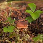 Mushroom