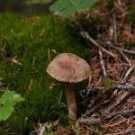 Mushroom