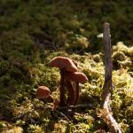 Mushroom
