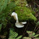 Mushroom