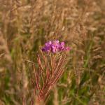 Fireweed