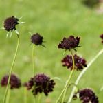 Dark red flower
