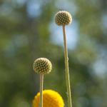 Helenium aromaticum