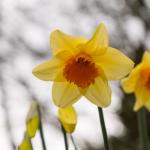 Narcissus