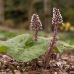 Heartleaf Bergenia
