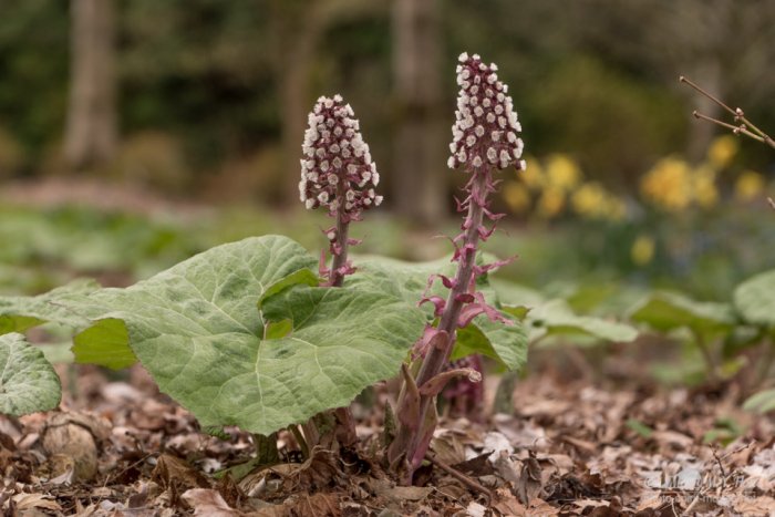 Heartleaf Bergenia