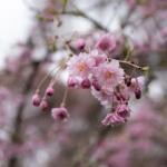Early Spring Cherry Blossom