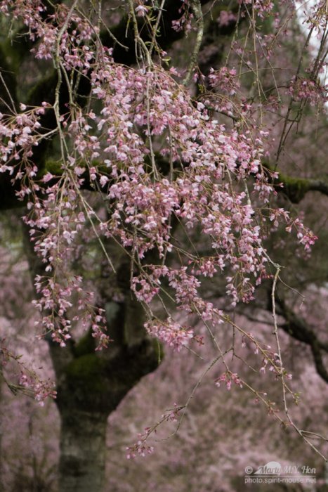 Early Spring Cherry Blossom