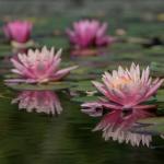 Calming water lily pond