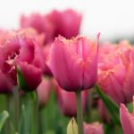 Fringed Tulips