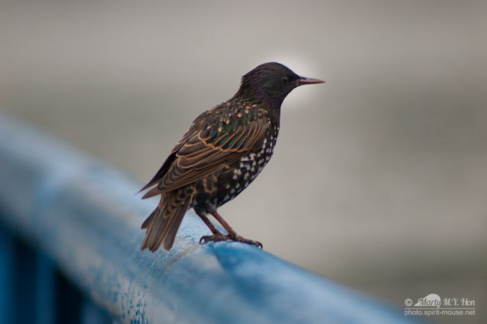 European Starling