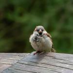House sparrow