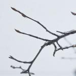 Frozen Drops