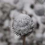 Snow ball