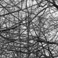 Branches