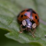 Lady Bug