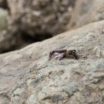 Mini Crab
