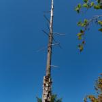 Tree Houses