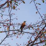 American Robin