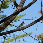 Woodpecker