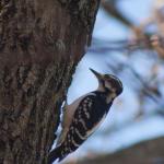 Woodpecker